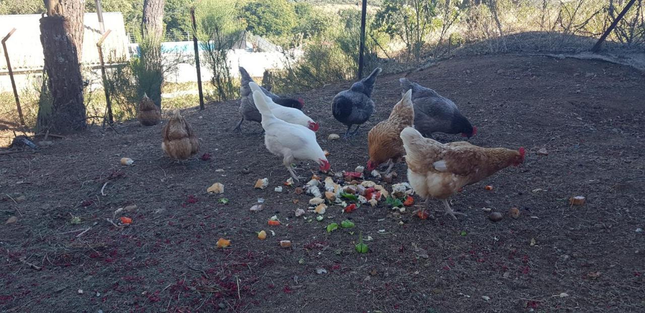 Casa Rural Madre Del Agua. Finca El Robledillo Monesterio Εξωτερικό φωτογραφία
